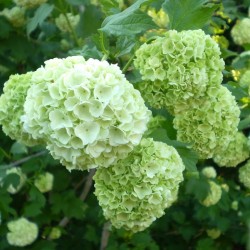 Labdarózsa - Viburnum opulus Roseum Labdarózsa - Viburnum opulus Roseum