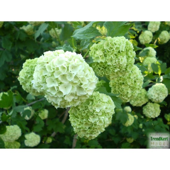 Labdarózsa - Viburnum opulus Roseum Labdarózsa - Viburnum opulus Roseum