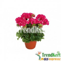 Álló muskátli rózsaszín színben - Pelargonium Ballon Shocking Pink