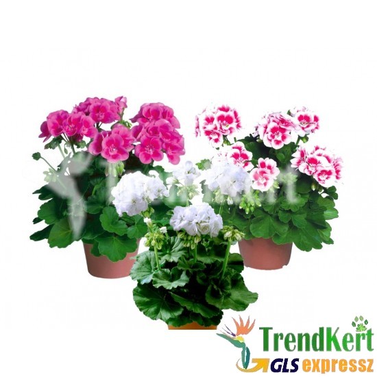 Álló muskátli Trio - Pelargonium Trio White Splash Pink