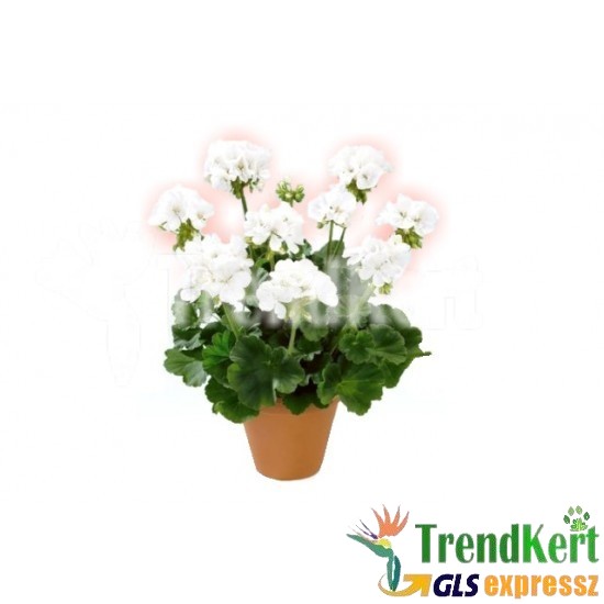 Muskátli Álló bokros fehér színben - Pelargonium Ballon White