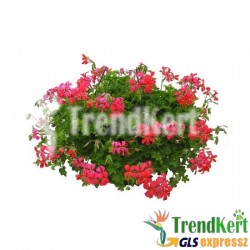 Futó muskátli piros - Pelargonium Ivy Root