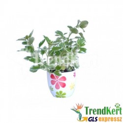 Szúnyogűző, tarka levelű kakassarkantyú - Plectranthus coleoides Szúnyogűző, tarka levelű kakassarkantyú - Plectranthus coleoides